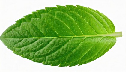 Fototapeta premium Green one mint pepper leaf isolated on white. Fresh mint leaves. Peppermint candy clipping