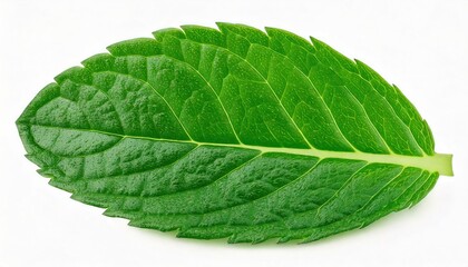 Obraz premium Green one mint pepper leaf isolated on white. Fresh mint leaves. Peppermint candy clipping