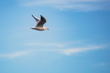 Obraz premium Seagulls in Flight Against Blue Sky Background