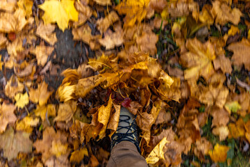 Autumn walk in yellow leaves