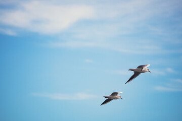 Obraz premium Seagulls in Flight Against Blue Sky Background