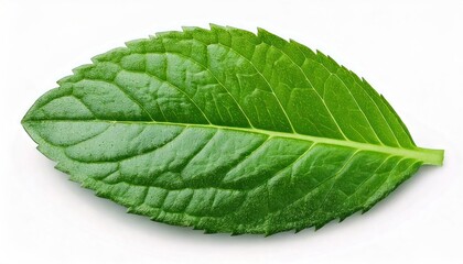 Obraz premium Green one mint pepper leaf isolated on white. Fresh mint leaves. Peppermint candy clipping