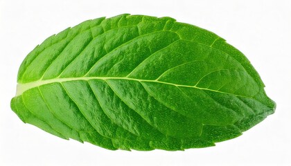 Obraz premium Green one mint pepper leaf isolated on white. Fresh mint leaves. Peppermint candy clipping