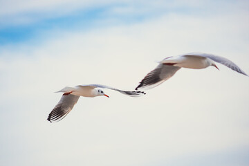 Obraz premium Seagulls in Flight Against Blue Sky Background