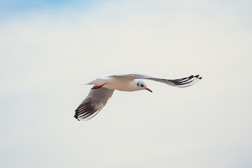 Seagulls in Flight Against Blue Sky Background