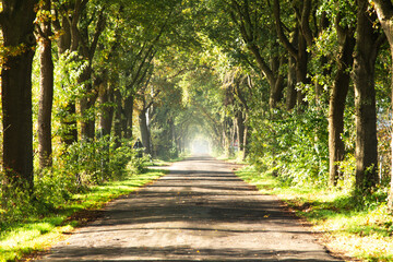 On a road in the moor, in Bösel, Germany