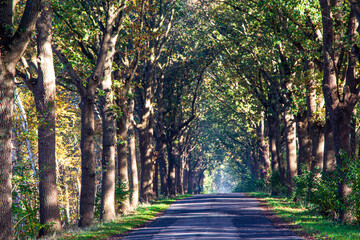 On a road in the moor, in Bösel, Germany