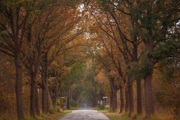 Play of colors in autumn