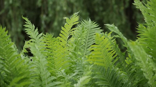 Fresh green fern fronds in natural forest setting.