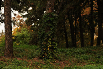 Autumn forest in October. Travel.