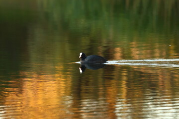A moorhen swims on an autumn lake.