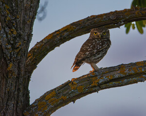  Mochuelo europeo, Athene noctua, Toledo, Fotografía de aves, Atardecer, Vida silvestre, Observación de aves, Naturaleza, Fotografía de fauna, Aves rapaces, 