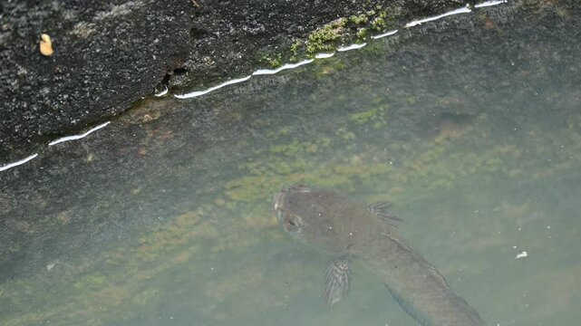 Snakehead or Channa orientalis fish. 
Channa&nbsp;is a&nbsp;genus&nbsp;of predatory&nbsp;fish&nbsp;in the&nbsp;family&nbsp;channidae, native to fresh water habitats in asia. Asiatic Snakehead is a freshwater fish.