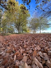 A serene autumn landscape featuring a ground covered with fallen leaves in various shades of brown and orange.