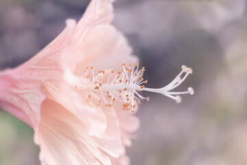 Fototapeta premium background with pink flower. Wallpaper with flowers. Backdrop with copy space. picture for congratulations. garden flowers. poster for interior. picture for house. flowers close-up, macro photo
