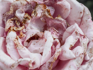 background with pink flower. Wallpaper with rose. Backdrop with copy space. picture for congratulations. garden flowers. poster for interior. picture for house. flowers close-up, macro photo