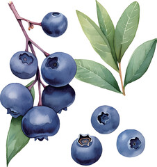 blueberries on a branch