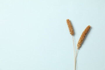 Beautiful dried flowers on a colored background. Place for text, top viw