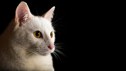 Obraz premium Portrait of Anatolian Cat on black background.