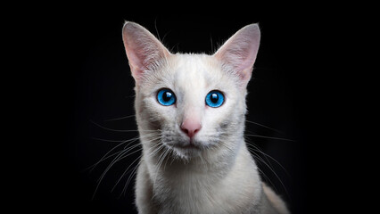 Fototapeta premium Portrait of Anatolian Cat on black background.