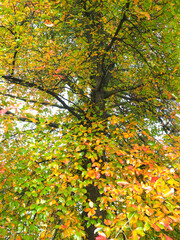 Colours of autumn fall - beautiful black Tupelo tree in front of blue sky