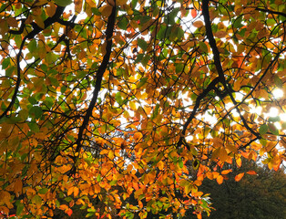 Colours of autumn fall - beautiful black Tupelo tree in front of blue sky