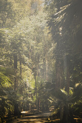 The park is enveloped in a thick, mysterious fog, softening the outlines of towering trees and plants. Shadows dance among the foliage, creating an enchanting atmosphere that invites wonder.
