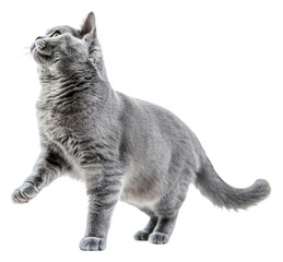 PNG Graceful gray cat posing elegantly.