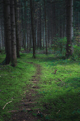 Mossy forrest path