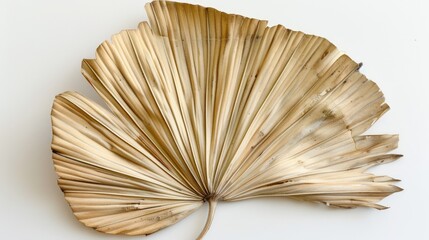 Dried Palm Leaf with Fan-Like Structure