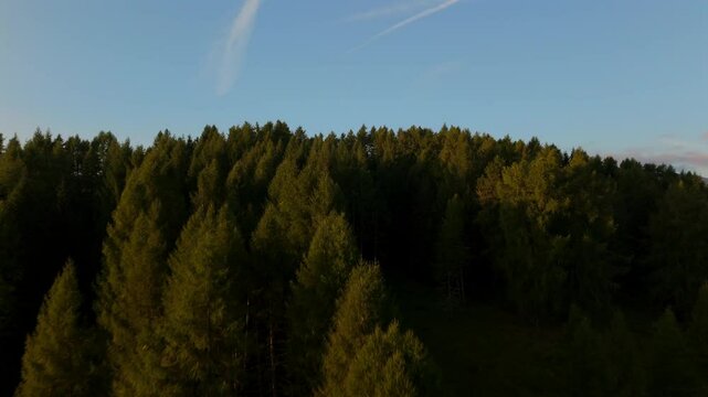 Morning sunlight illuminates the treetops of Seiser Alm&rsquo;s forest with a stunning view of the Dolomites, creating a picturesque alpine scene.