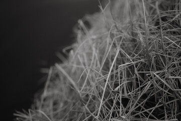 Grass.