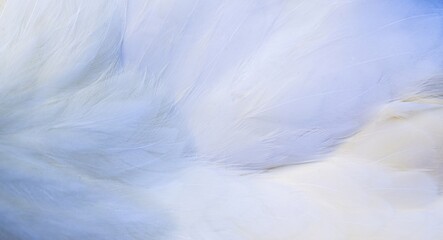 white feathers background