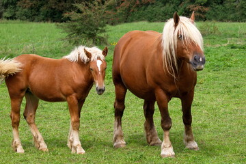 Chevaux  Comtois.