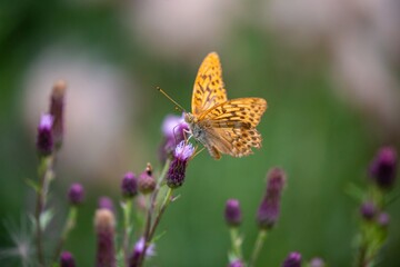 Daphne marigold butterfly.