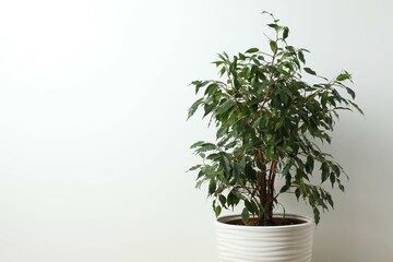 Beautiful lush houseplant Ficus Benjamina in a pot on table