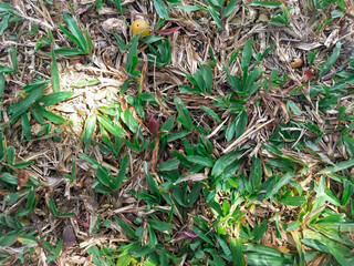 Background of green grass and dried grass with sunlight