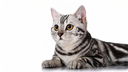 Obraz premium American Shorthair cat lying on white background.