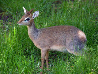 Dik-dik.