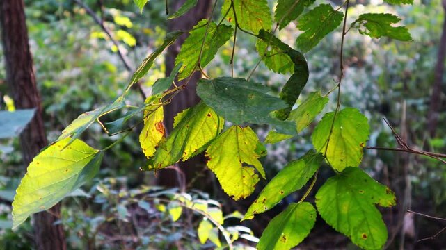 As autumn comes, mulberry tree leaves begin to change color.가을이 되어 뽕나무 잎도 물들기 시작합니다.