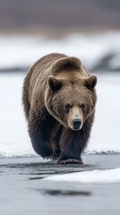 Fototapeta premium Majestic Brown Bear Walking Through Snowy Landscape