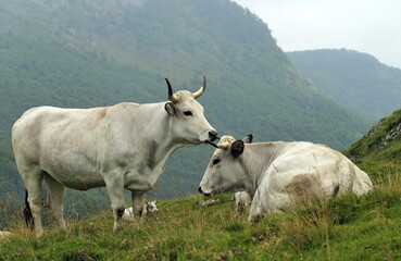 Vaches gasconne.