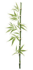 Fototapeta premium PNG Bamboo plant white background freshness.