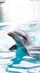 Obraz premium Graceful Dolphin Swimming in Clear Water