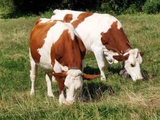 Vaches montb&eacute;liarde.