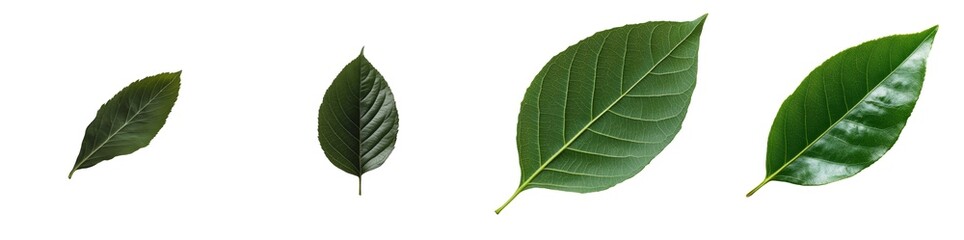 This collection displays a range of green leaves isolated against a white background. Each leaf varies in size, shape, and texture, highlighting their natural beauty and diversity isolated PNG