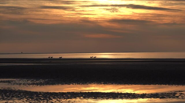 Balade &agrave; cheval sur la plage de Deauville au coucher du soleil &agrave; mar&eacute;e basse