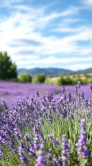 Obraz premium A field of purple flowers with a blue sky in the background