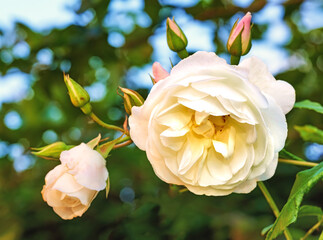 Flower, garden and petals with growth in summer for eco friendly, blooming and ecology in nature....