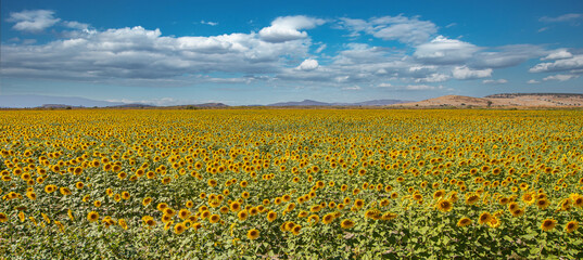 A cloudy sky and a sunflower field. Ripe sunflowers ready for harvest.